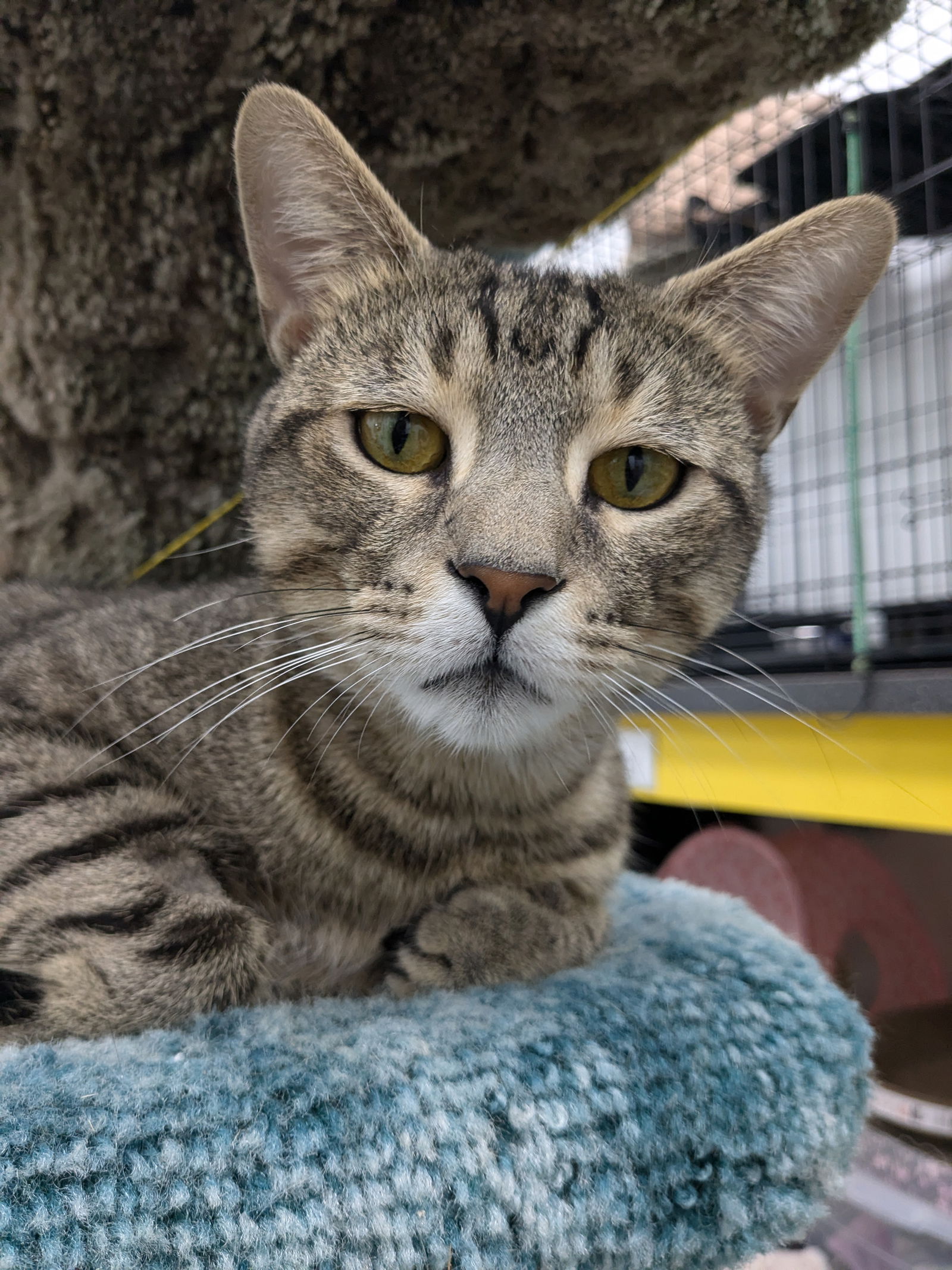 adoptable Cat in Richmond Hill, ON named Yogi