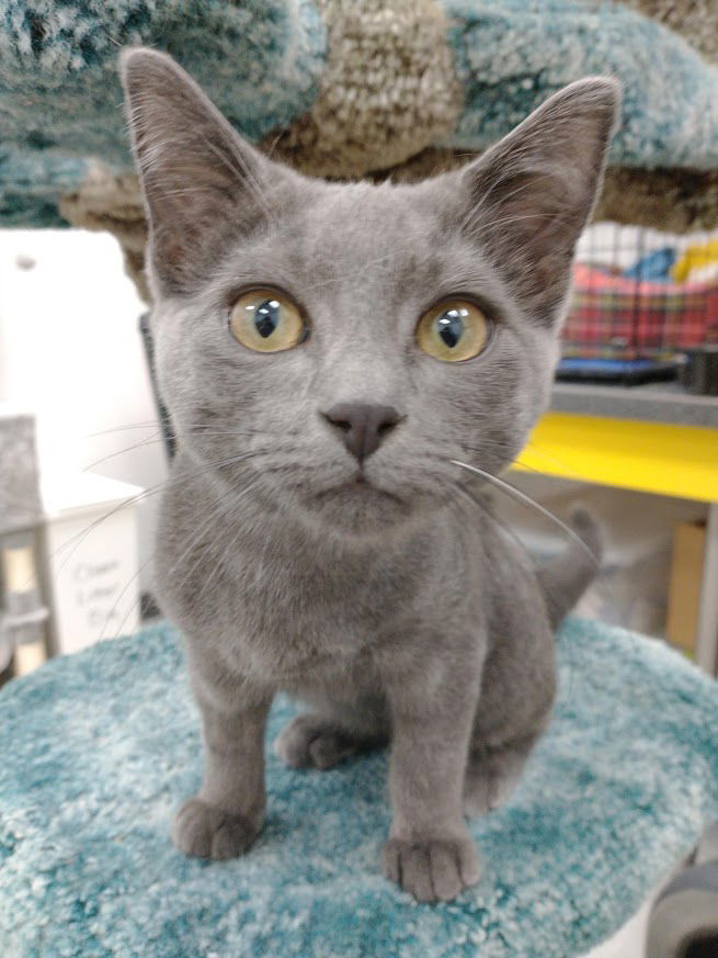 adoptable Cat in Richmond Hill, ON named Dudley