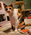 Zelda + kitten - Photo 2