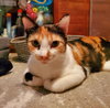 Zelda + kitten - Photo 3