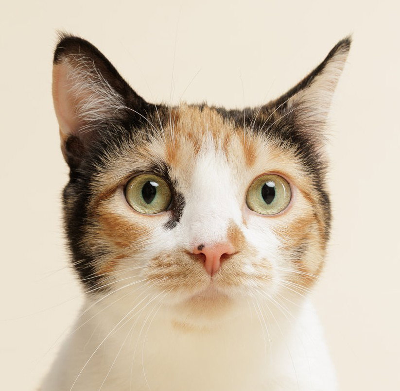 Zelda + kitten Image