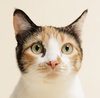 Zelda + kitten - Photo 1