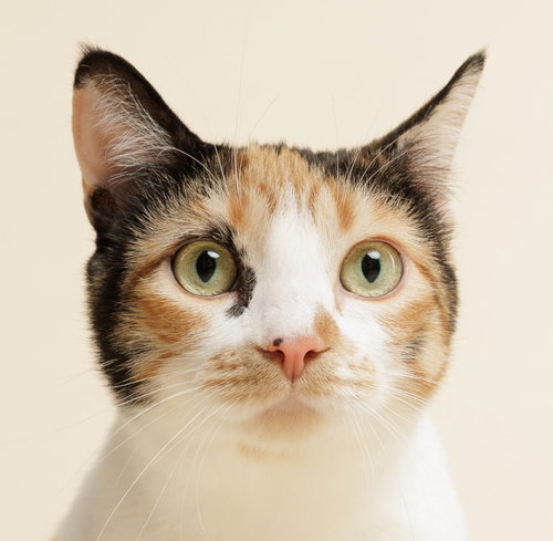 ZELDA + KITTEN - Domestic Short Hair available for adoption
