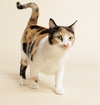 Zelda + kitten - Photo 4