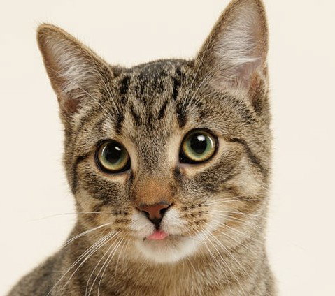 Rhubarb (+Ocelot) Image