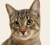 Rhubarb (+Ocelot) - Photo 1