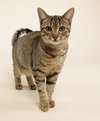 Rhubarb (+Ocelot) - Photo 2