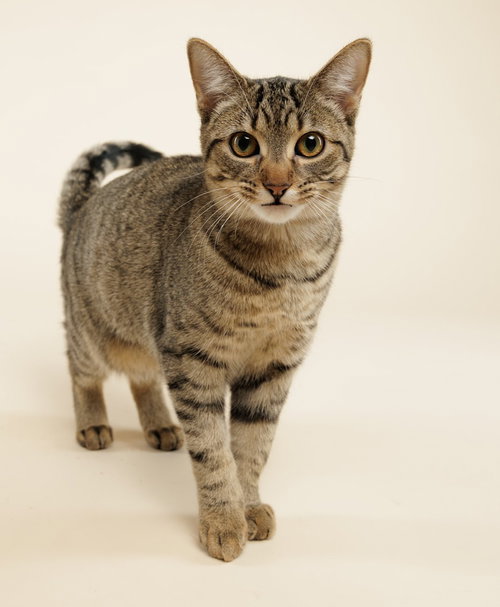 RHUBARB (+OCELOT) - Domestic Short Hair available for adoption