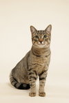 Rhubarb (+Ocelot) - Photo 4