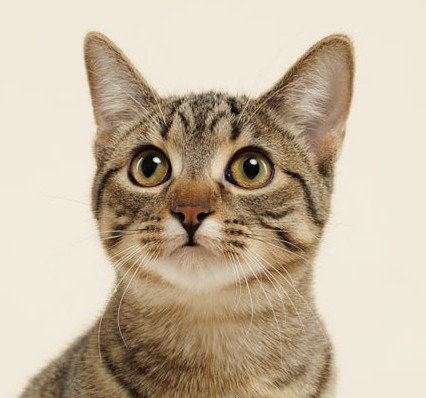 Ocelot (+Rhubarb) Image