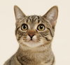 Ocelot (+Rhubarb) - Photo 1