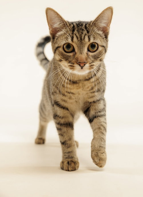 OCELOT (+RHUBARB) - Domestic Short Hair available for adoption