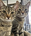 Ocelot (+Rhubarb) - Photo 3