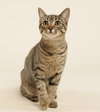 Ocelot (+Rhubarb) - Photo 4