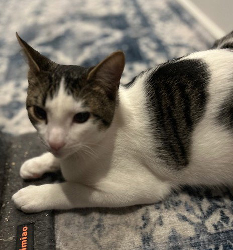 OREO (+ SIBLING) - Domestic Short Hair available for adoption
