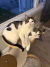 Oreo (+ Sibling) - Photo 3