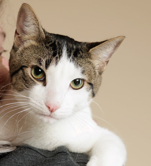 OREO (+ MINNIE) - Domestic Short Hair available for adoption