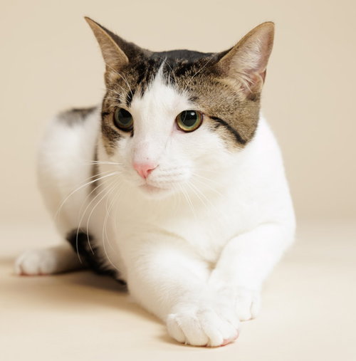 OREO (+ MINNIE) - Domestic Short Hair available for adoption