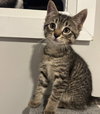 Hannah (+ Sibling) - Photo 2