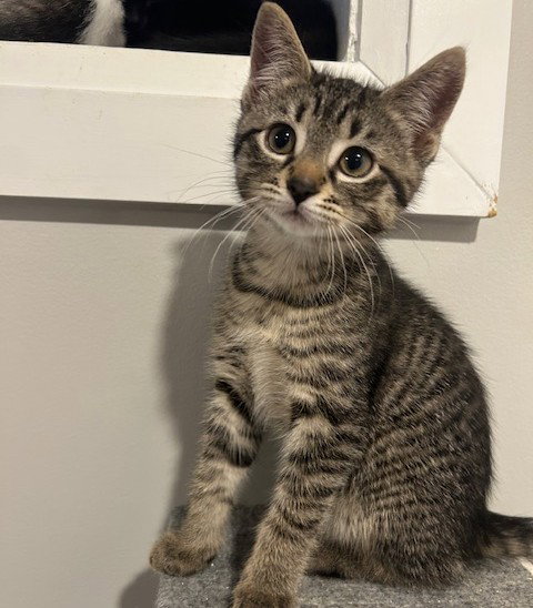 HANNAH (+ SIBLING) - Domestic Short Hair available for adoption