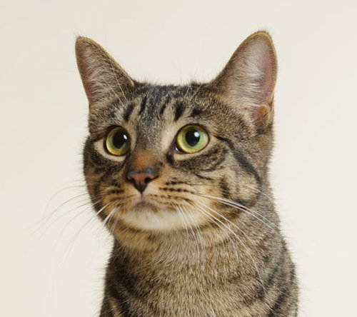 Hannah (+ Will), an adoptable Domestic Short Hair in Richmond Hill, ON