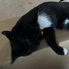 Will (+ Sibling) - Photo 3