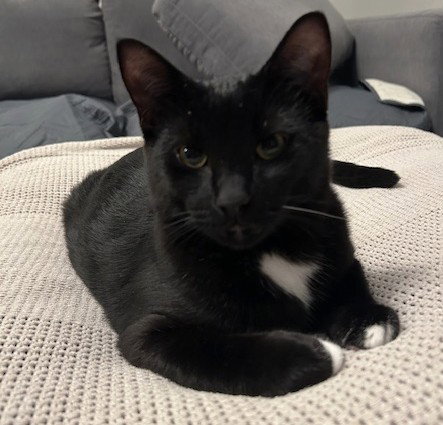 WILL (+ SIBLING) - Domestic Short Hair available for adoption