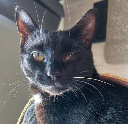 WILL (+ SIBLING) - Domestic Short Hair available for adoption