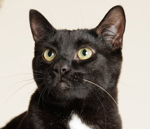 Will ( + Hannah), an adoptable Domestic Short Hair in Richmond Hill, ON