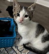 Minnie (+ Sibling) - Photo 2
