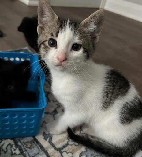MINNIE (+ SIBLING) - Domestic Short Hair available for adoption