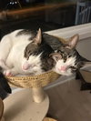 Minnie (+ Sibling) - Photo 3