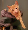 Zepplin (+ Sibling) - Photo 2