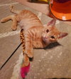 Zepplin (+ Sibling) - Photo 4