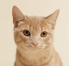 Zepplin (+ Sibling) - Photo 1
