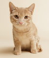 Zepplin (+ Sibling) - Photo 3