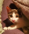 Zippa (+ Sibling) - Photo 1