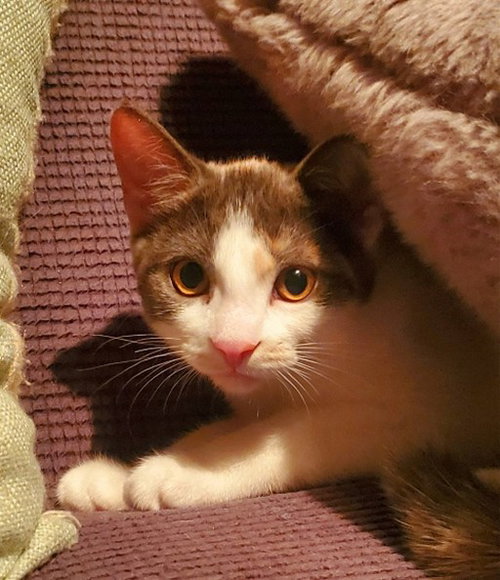 ZIPPA (+ SIBLING) - Domestic Short Hair available for adoption