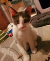 Zippa (+ Sibling) - Photo 2