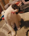 Zippa (+ Sibling) - Photo 3