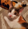 Zippa (+ Sibling) - Photo 4
