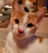 Zolton (+ Sibling) - Photo 1