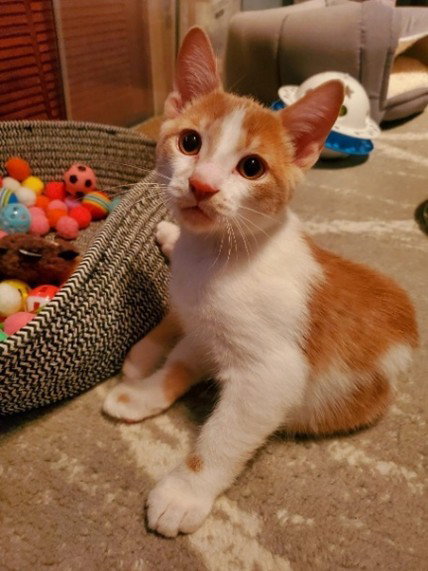 ZOLTON (+ SIBLING) - Domestic Short Hair available for adoption