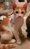 Zolton (+ Sibling) - Photo 3