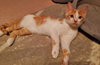 Zolton (+ Sibling) - Photo 4