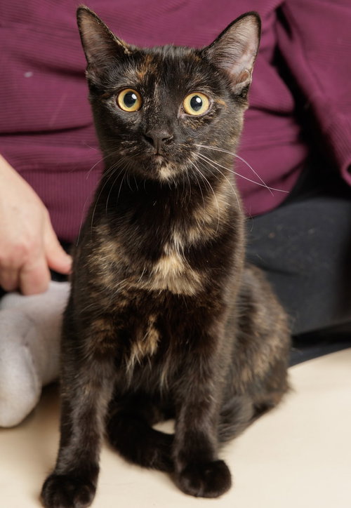 ZUMBA (+ SIBLING) - Domestic Short Hair available for adoption