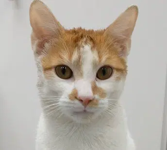 Theo  Russell - Domestic Short Hair
