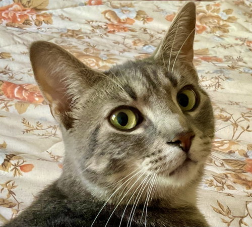 Ethan, a cat for adoption from Forgotten Ones Cat Rescue and Adoption Inc