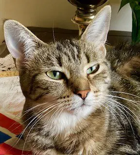 Elle - Domestic Short Hair