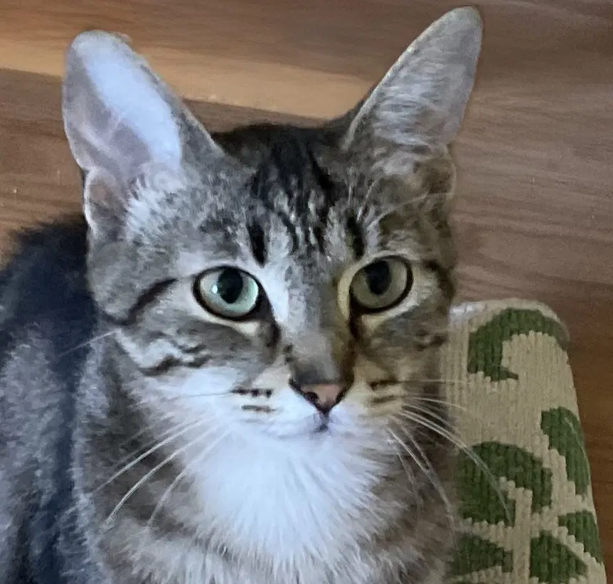Elle - Domestic Short Hair